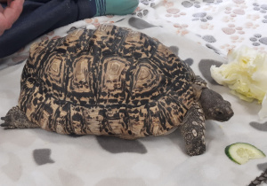 Na kocu stoi pustynny żółw afrykański.