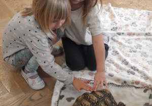 Dwie dziewczynki głaszczą żółwia po karapaksie (pancerzu grzbietowym).