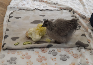 Na kocu siedzi kurczę rasy Silkie.