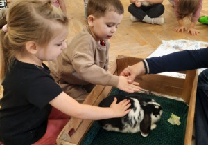 Chłopczyk z dziewczynką głaszczą królika siedzącego w drewnianej skrzynce.