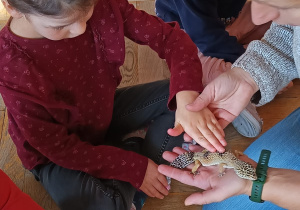 Dziewczynka delikatnie głaszcze jaszczurkę wg. instrukcji prowadzącej zajęcia.